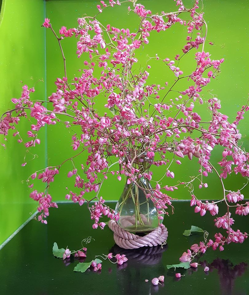 Hoa tigon "hái trộm" bên tường rào nhà hàng xóm.