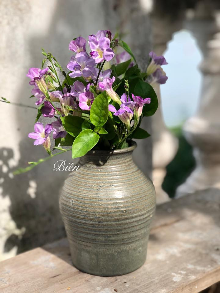 Hoa của rau ngót Nhật cũng được tận dụng để cắm thành một bình hoa đẹp.