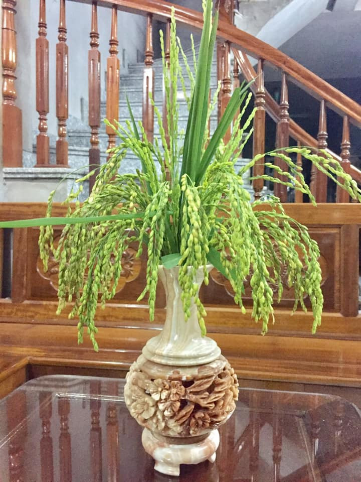 Chán với các loại hoa đẹp, hội chị em tìm về với hương đồng gió nội bằng cách cắm... cây lúa để bày trong nhà. Tuy nhiên, đây là thú cắm hoa không hề dễ với dân thành thị.