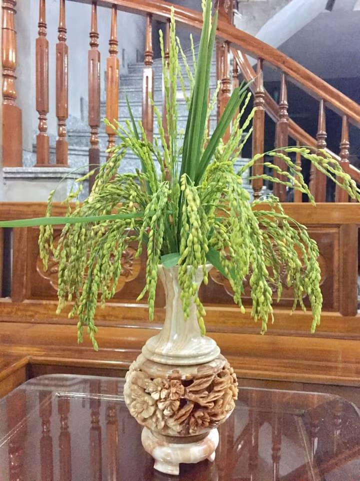 Chán với các loại hoa đẹp, hội chị em tìm về với hương đồng gió nội bằng cách cắm... cây lúa để bày trong nhà. Tuy nhiên, đây là thú cắm hoa không hề dễ với dân thành thị.