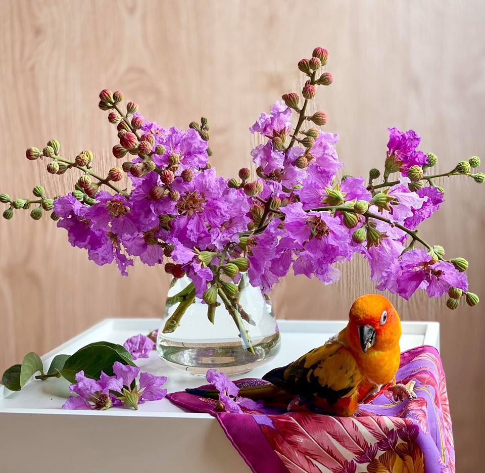 Cũng giống hoa phượng, bằng lăng cũng được tận dụng để làm đẹp nhà cửa khiến nhiều người phải bái phục vì độ sáng tạo của hội chị em.