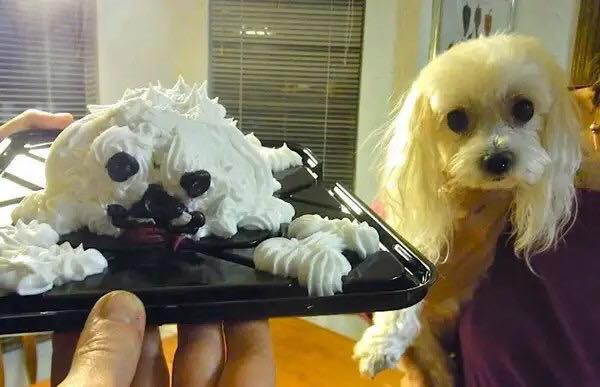 Đặt bánh sinh nhật cho thú cưng, cuối cùng khách hàng nhận phải món bánh Halloween sớm.