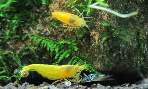 Cặp tép vàng được tách ra để nhân giống.