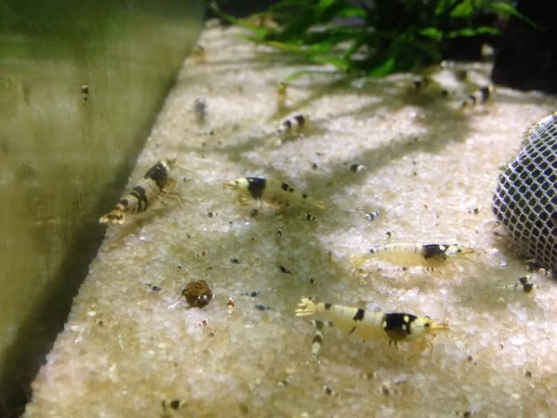 Cặp tép ong đen cho ra lứa tép con dễ thương.