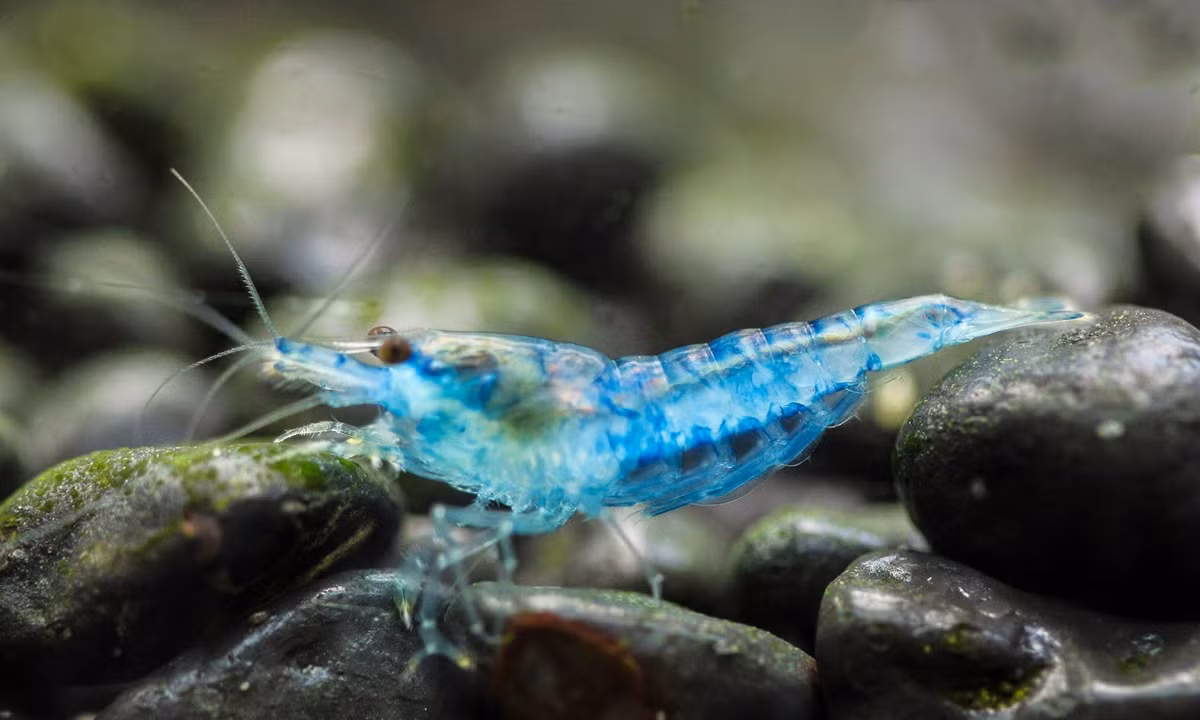 Màu sắc của tép đẹp hay không phụ thuộc vào chế độ ăn và nền đất.