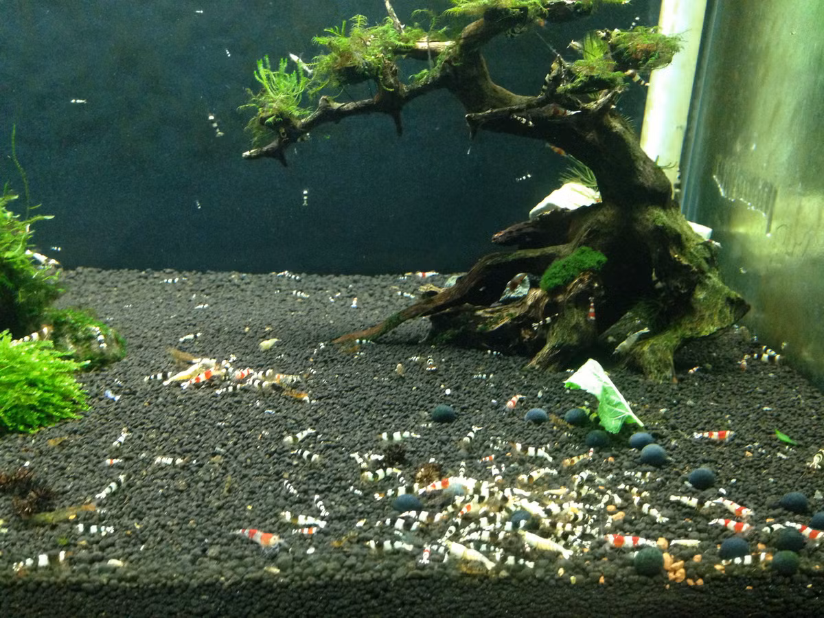 Với màu sắc rực rỡ, những chú tép cảnh luôn thu hút mọi ánh nhìn từ bên ngoài, tạo vẻ đẹp riêng cho không gian của bạn. Ảnh: Internet.