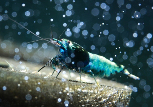 Anh Triển cho biết thêm, giá trị của chú tép VIP (ảnh) mang tên Crimson Blue Shadow Mosura có thể lên đến cả ngàn đô. Tuy vậy, những con tép giá bình dân vẫn được nhiều bạn trẻ ưa chuộng nhất vì phù hợp với túi tiền. Ảnh: Infonet.