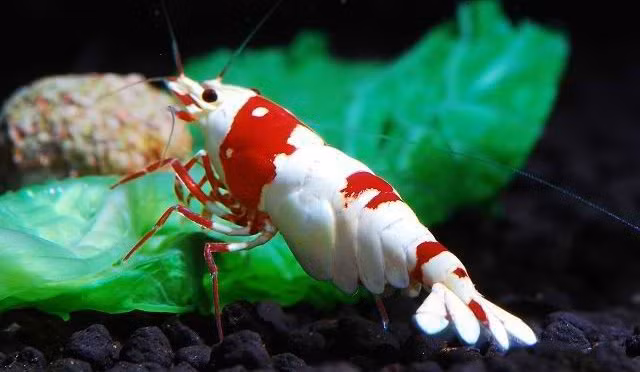 Vẻ đẹp của một chú tép ong đỏ thuần huyết Pure Line.