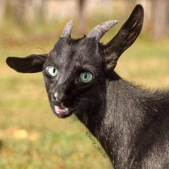 Mặt mèo nhưng thân hình lại là dê...