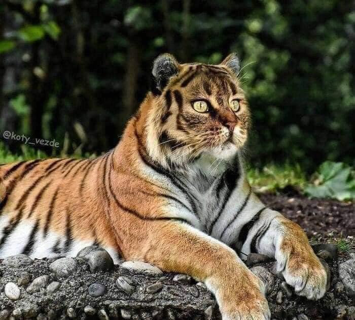 Là động vật khiến nhiều loại khiếp sợ, nhưng mang gương mặt mèo lại đem đến cảm giác buồn cười.