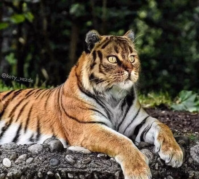 Là động vật khiến nhiều loại khiếp sợ, nhưng mang gương mặt mèo lại đem đến cảm giác buồn cười.