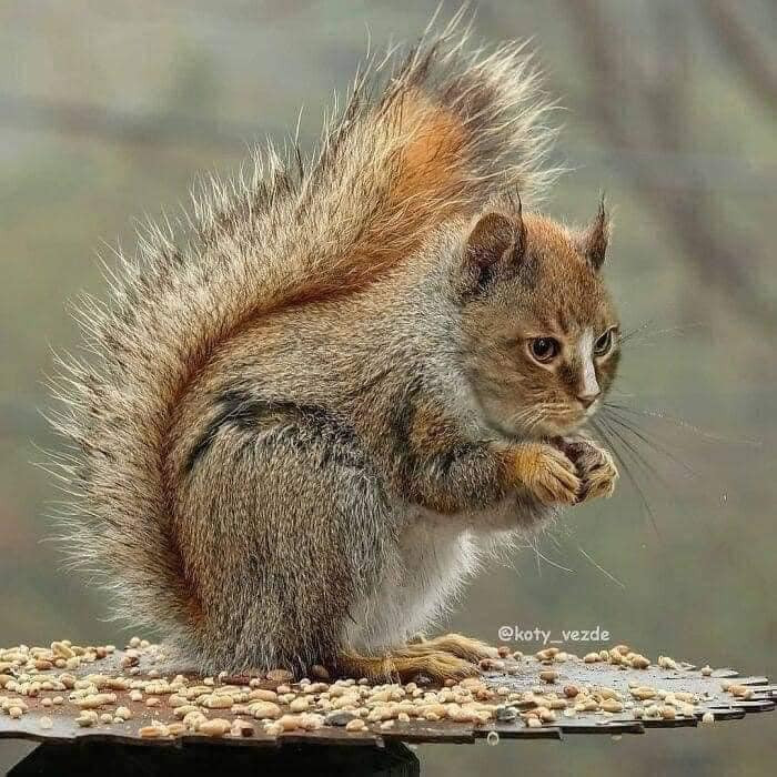 Sóc - mèo? Nhìn cũng đáng yêu đấy.