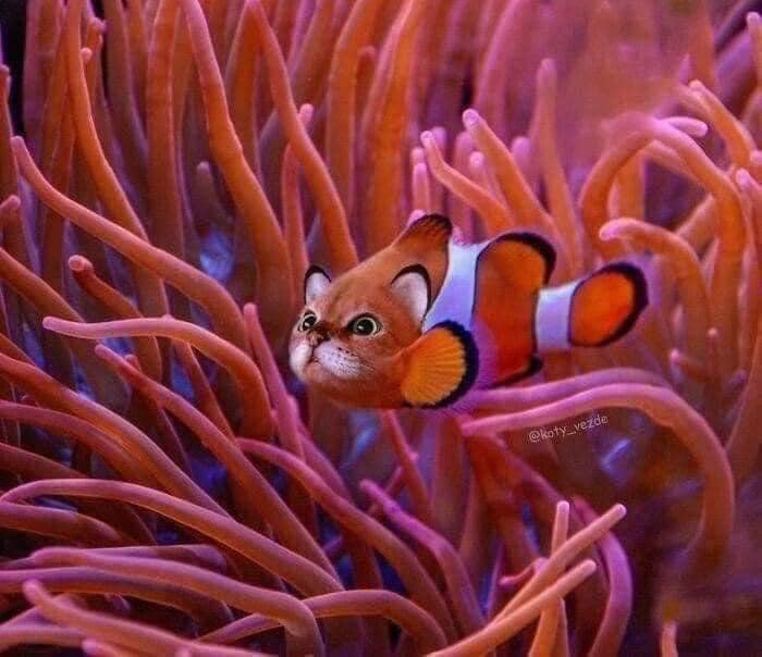 Một chú mèo - cá đang tung tăng bơi lội...