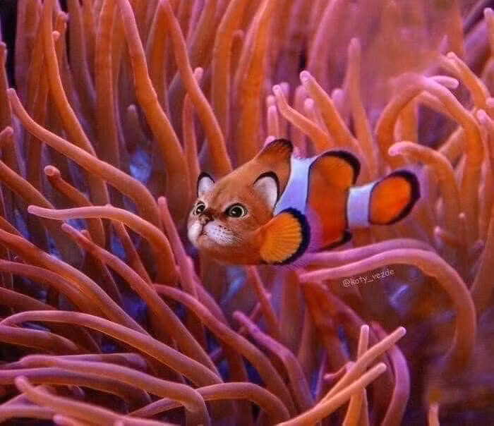 Một chú mèo - cá đang tung tăng bơi lội...