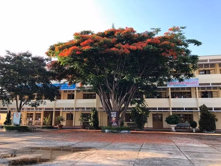 Voi va don ha cay phuong, cac hieu truong so trach nhiem?