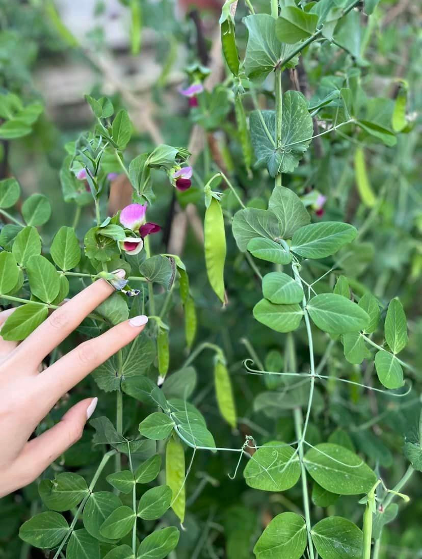 Vườn đậu hà lan của mẹ Ngoại xanh mướt.