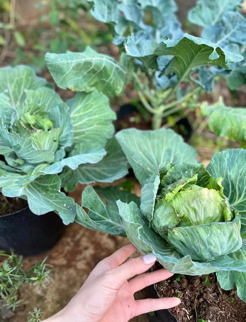 Bắp cải từng chậu 1 riêng, rau cuộn chặt vừa phải.