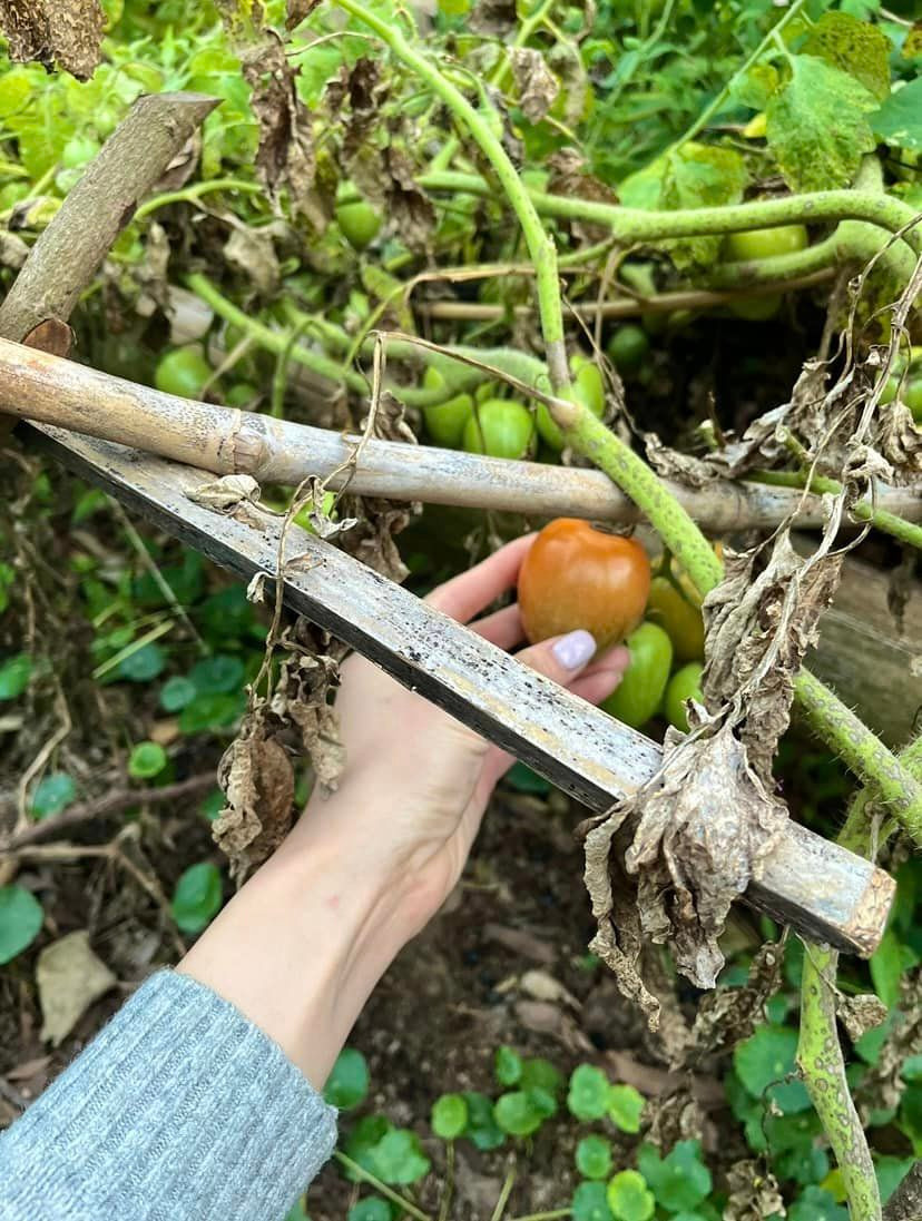 Dàn cà chua sai trĩu, vừa chín tới là có ngay một bát canh ngon lành.