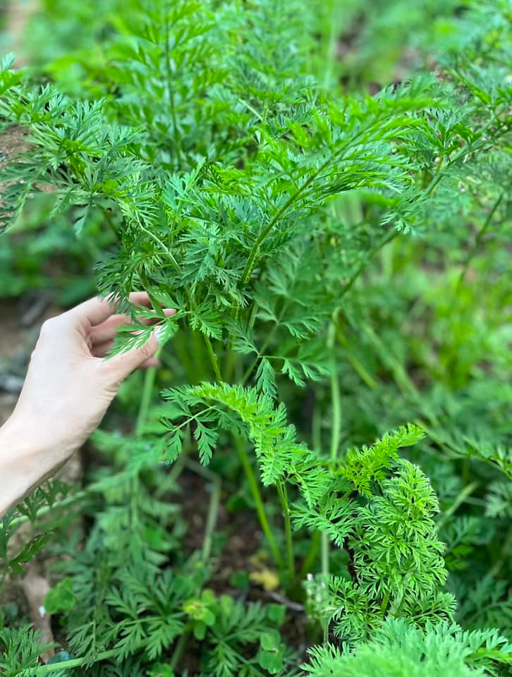 Carot mẹ ngoại trồng, vườn nhỏ mỗi thứ 1 ít để gửi cho con cháu lúc nào cũng có rau sạch ăn.