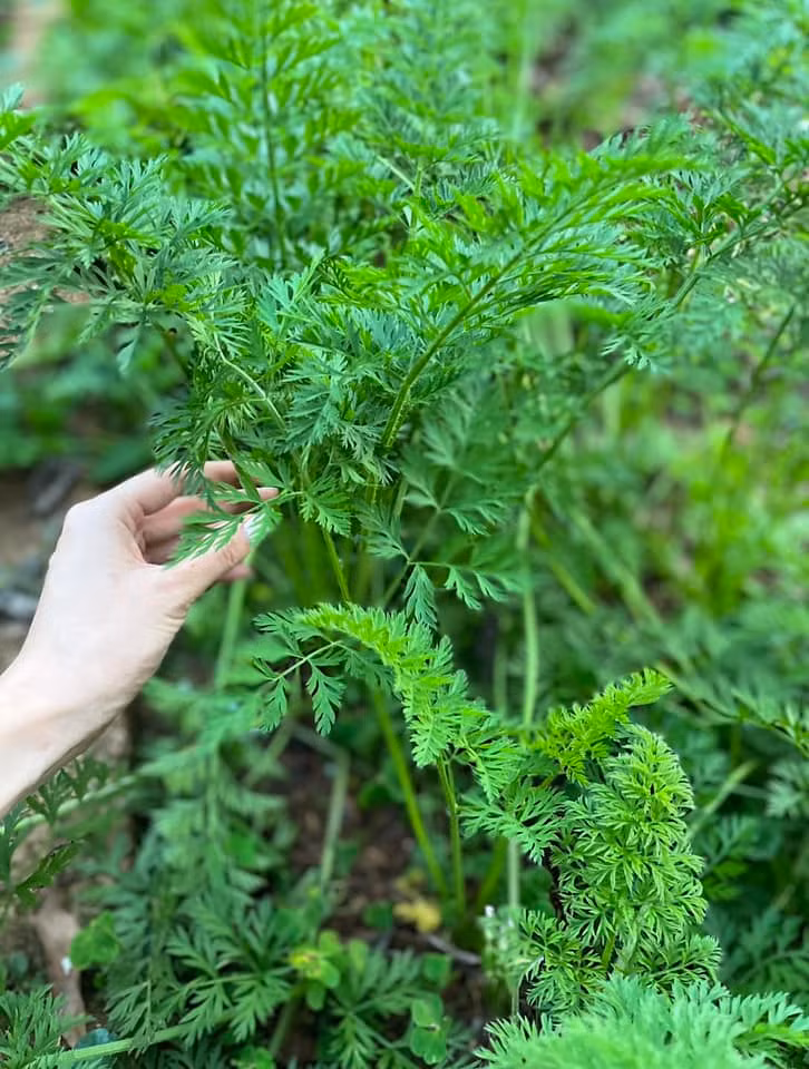 Carot mẹ ngoại trồng, vườn nhỏ mỗi thứ 1 ít để gửi cho con cháu lúc nào cũng có rau sạch ăn.