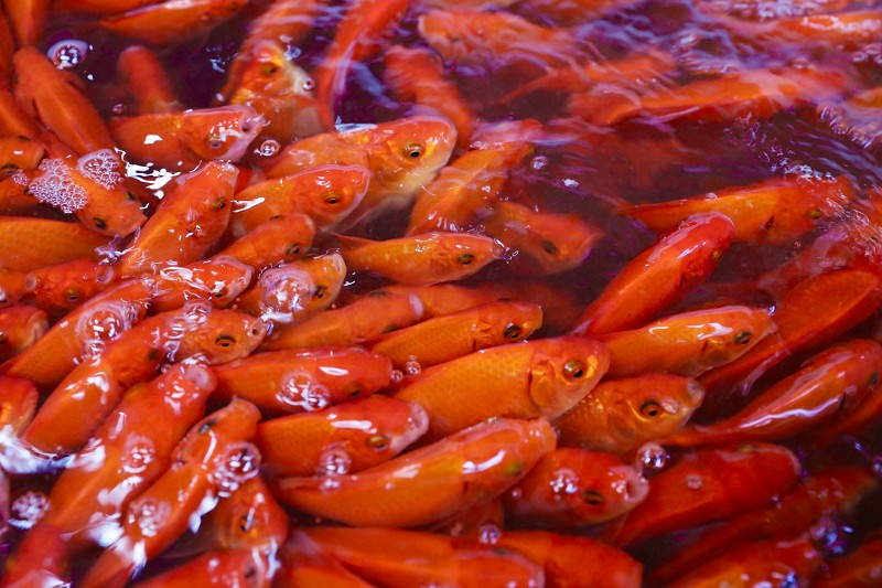 Tại chợ cá Sở Thượng, có 2 loại cá chép được bán chủ yếu phục vụ cho lễ cúng ông Công ông Táo là cá chép đỏ và cá chép vàng. Cả 2 loại cá này đều được được các lái buôn nhập chủ yếu từ các tỉnh Nam Định, Hà Nam, Vĩnh Phúc, Phú Thọ…