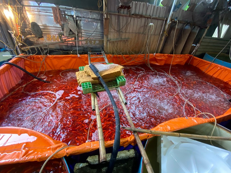 Do vận chuyển xa nên để cá sống được lâu và khỏe, các tiểu thương phải thay nước nhiều lần và sục khí oxi vào trong các phi đựng cá.