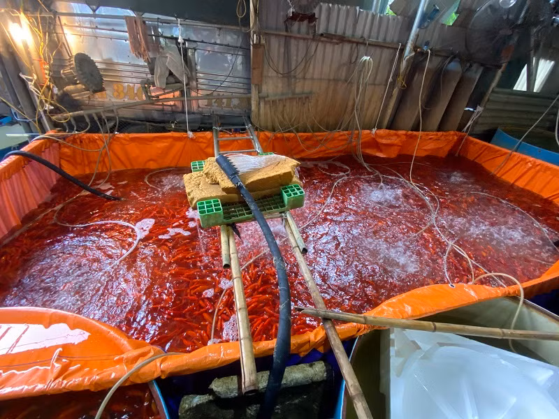 Do vận chuyển xa nên để cá sống được lâu và khỏe, các tiểu thương phải thay nước nhiều lần và sục khí oxi vào trong các phi đựng cá.