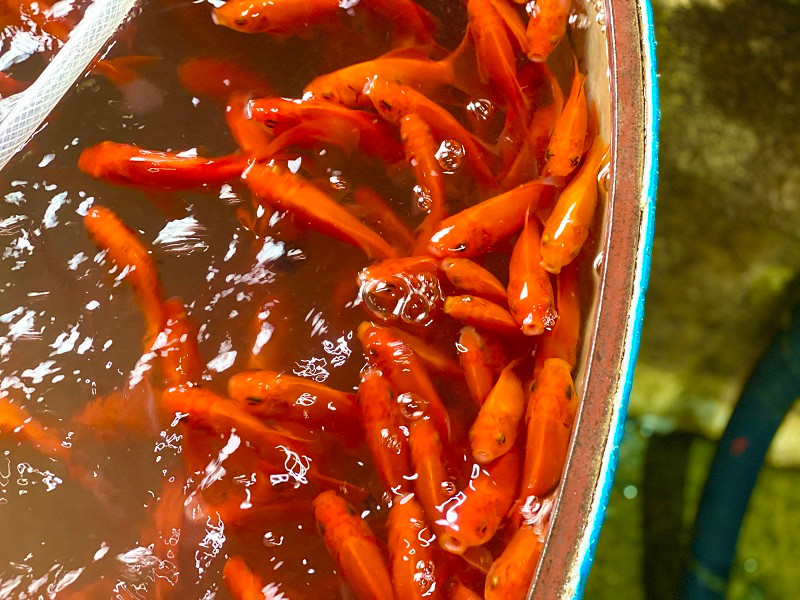 Các tiểu thương tại chợ cho biết, cá chép vàng và cá chép đỏ thì cá chép đỏ được nhiều người lựa chọn hơn bởi cá khỏe, màu sắc tươi hơn so với cá chép vàng.
