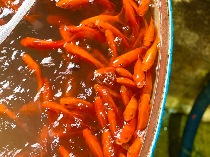 Các tiểu thương tại chợ cho biết, cá chép vàng và cá chép đỏ thì cá chép đỏ được nhiều người lựa chọn hơn bởi cá khỏe, màu sắc tươi hơn so với cá chép vàng.