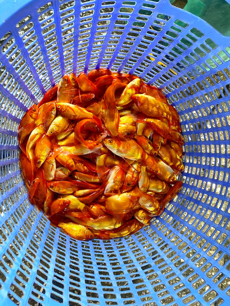 Cá chép được các tiểu thương cân bán cho khách mua buôn.