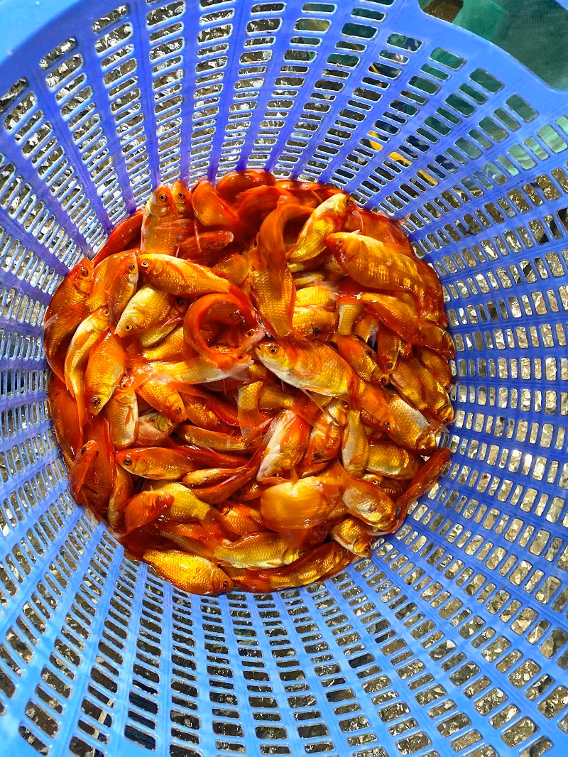 Cá chép được các tiểu thương cân bán cho khách mua buôn.