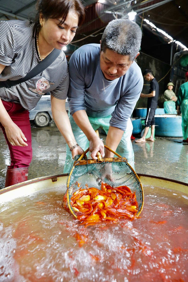 Theo ghi nhận của phóng viên, nguồn cá để phục vụ cúng ông Công, ông Táo năm nay khá dồi dào. Cá được nhập về chợ với nhiều kiểu dáng khác nhau với màu đỏ tươi hoặc cam đậm là chủ yếu.
