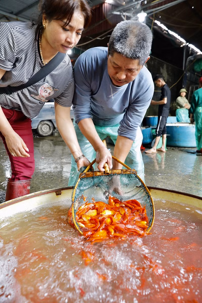 Theo ghi nhận của phóng viên, nguồn cá để phục vụ cúng ông Công, ông Táo năm nay khá dồi dào. Cá được nhập về chợ với nhiều kiểu dáng khác nhau với màu đỏ tươi hoặc cam đậm là chủ yếu.