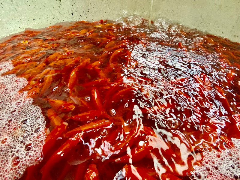 Hiện cá chép đỏ và cá chép vàng được bán buôn với mức giá trung bình từ 80.000 - 100.000 đồng/kg. Giá cá bán ra thị trường có thể chênh rất nhiều lần với giá bán buôn.