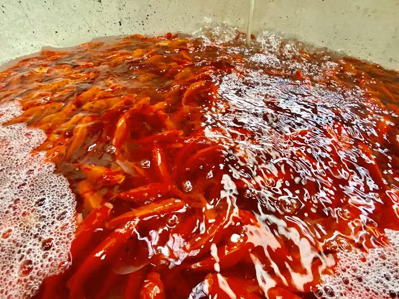 Hiện cá chép đỏ và cá chép vàng được bán buôn với mức giá trung bình từ 80.000 - 100.000 đồng/kg. Giá cá bán ra thị trường có thể chênh rất nhiều lần với giá bán buôn.