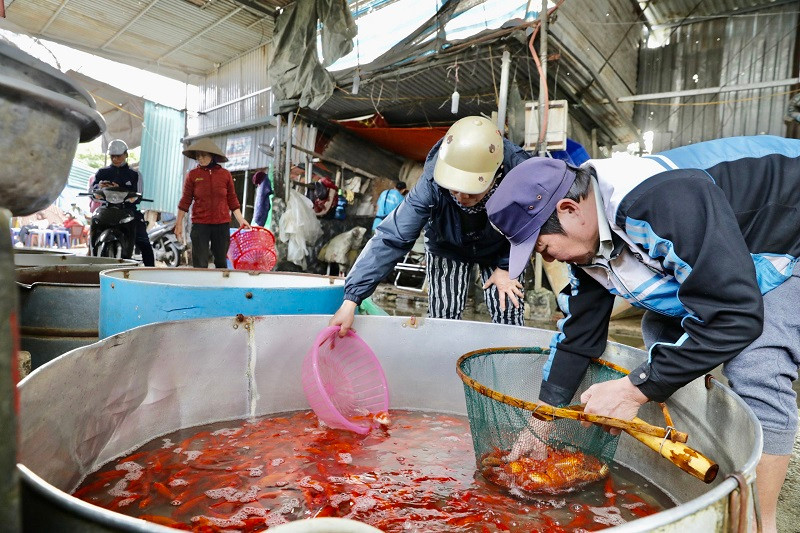 Cá chép sẽ được chuyển đi khắp các chợ nhằm phục vụ nhu cầu của người dân mua về cúng lễ ngày ông Công ông Táo.