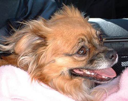 Pom Terrier là một giống chó lai của dòng chó Pomeranian và Toy Fox Terrier. Đây là một giống chó nhanh nhẹn, hiếu động, cần được chủ dắt đi dạo thường xuyên. Cân nặng trung bình của giống chó này là khoảng 2,3kg.