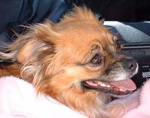 Pom Terrier là một giống chó lai của dòng chó Pomeranian và Toy Fox Terrier. Đây là một giống chó nhanh nhẹn, hiếu động, cần được chủ dắt đi dạo thường xuyên. Cân nặng trung bình của giống chó này là khoảng 2,3kg.