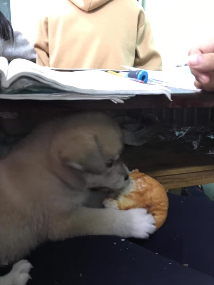 Đầu năm 2019, trend học đường mở màn với việc mang thú cưng đi học cho nằm trong ngăn bàn mà không bị thầy cô giáo phát hiện. Mèo, chó, thậm chí cả rùa cũng được học sinh tận dụng để "đu" trend.