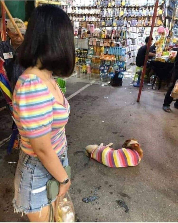 "Đụng hàng" với người không đáng sợ, mặc đồ giống chó mới là trường hợp khiến ai chứng kiến cũng vừa thương vừa buồn cười.