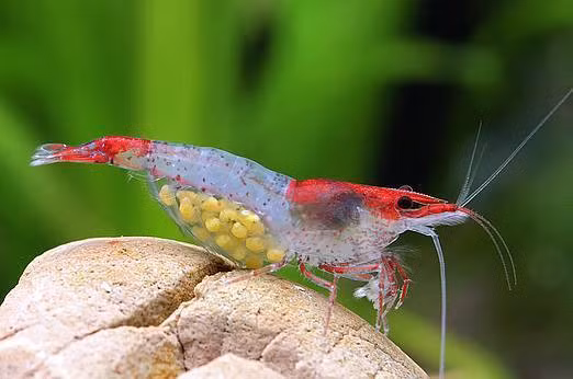 Một chú tép đang mang trên mình những quả trứng, thành quả của việc nhân giống.