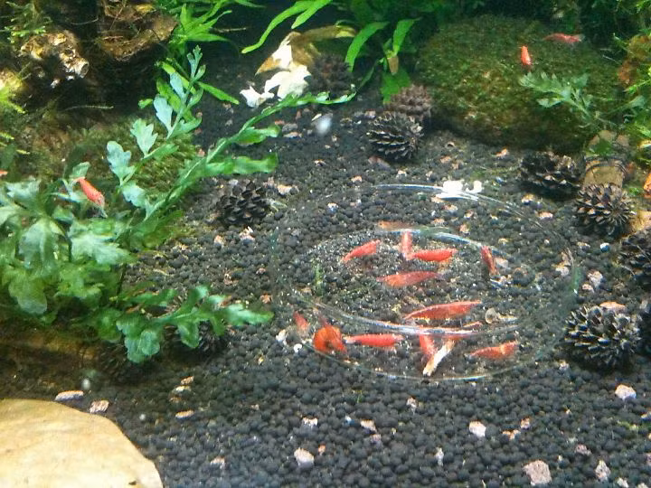 Thức ăn và nước nuôi tép nên loại bỏ đồng và kim loại nặng vì những chất này sẽ gây độc cho tép. 