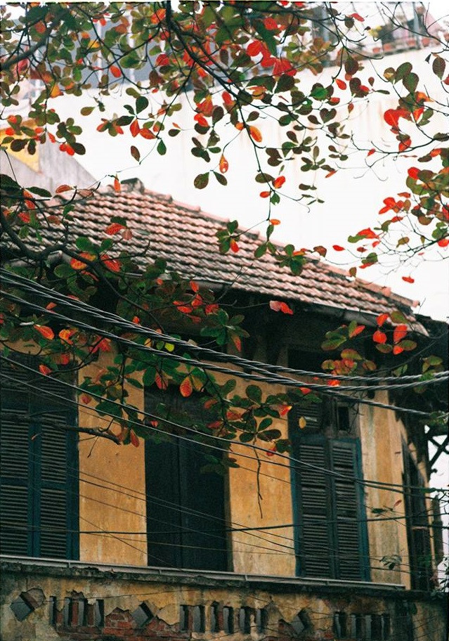 Nhạc sĩ Trịnh Công Sơn từng viết: “Hà Nội mùa thu, cây cơm nguội vàng, cây bàng lá đỏ nằm kề bên nhau, phố xưa nhà cổ mái ngói thâm nâu”. Ảnh: Zing.vn.