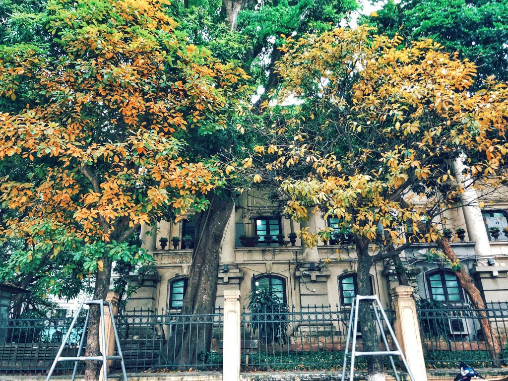 Một góc toà soạn báo Nhân dân trở nên lãng mạn và nên thơ hơn dưới ống kính của người qua đường. Ảnh: Zing.vn