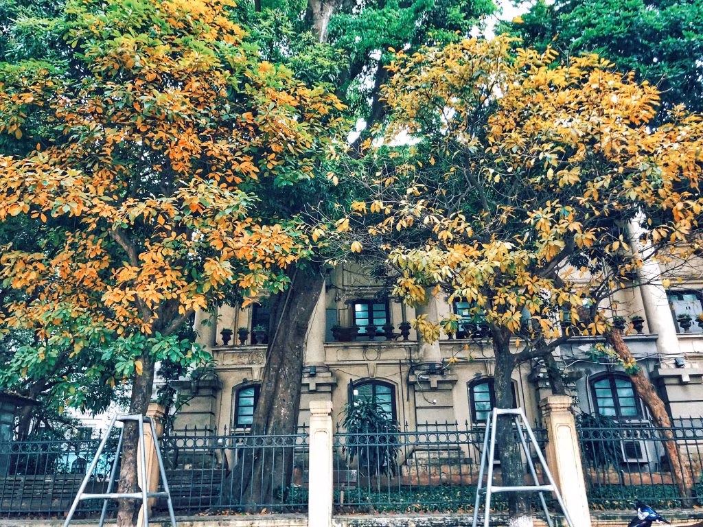 Một góc toà soạn báo Nhân dân trở nên lãng mạn và nên thơ hơn dưới ống kính của người qua đường. Ảnh: Zing.vn