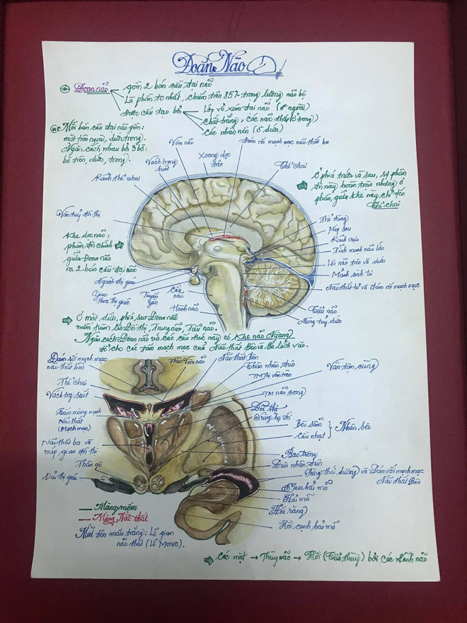 Nói về những bức tranh, nam sinh 9X cho biết: “Ý tưởng vẽ bộ tranh này xuất phát từ lúc mình học môn giải phẫu của thầy Võ Tấn Sơn - nguyên Hiệu trưởng Đại học Y Dược TP.HCM. Thầy vừa dạy vừa vẽ nên rất dễ hiểu. Việc mình ngồi vẽ tranh cũng là một lần ôn lại kiến thức. Bên cạnh đó, mình đang là chủ nhiệm của CLB Y học của trường nên muốn chia sẻ bộ ảnh này cho các bạn khóa dưới tham khảo".