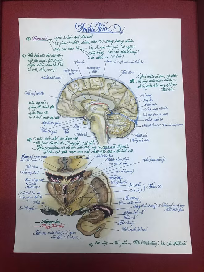 Nói về những bức tranh, nam sinh 9X cho biết: “Ý tưởng vẽ bộ tranh này xuất phát từ lúc mình học môn giải phẫu của thầy Võ Tấn Sơn - nguyên Hiệu trưởng Đại học Y Dược TP.HCM. Thầy vừa dạy vừa vẽ nên rất dễ hiểu. Việc mình ngồi vẽ tranh cũng là một lần ôn lại kiến thức. Bên cạnh đó, mình đang là chủ nhiệm của CLB Y học của trường nên muốn chia sẻ bộ ảnh này cho các bạn khóa dưới tham khảo".