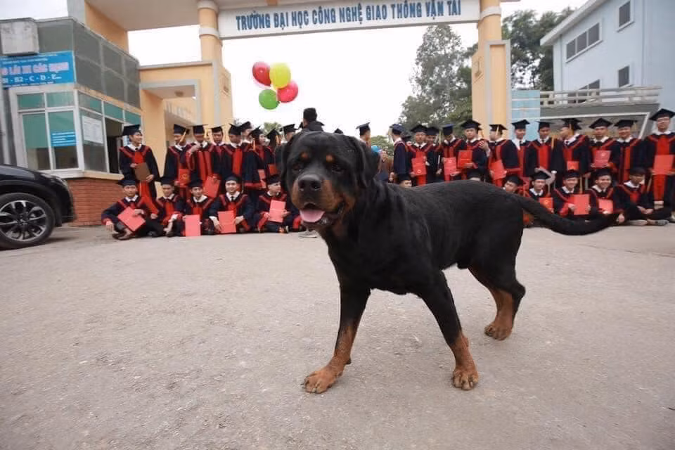 Chú chó hồn nhiên như không biết chuyện gì đang xảy ra.