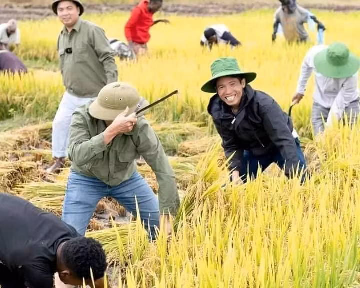 Ở Angola chưa có máy xay xát hiện đại nên chủ yếu mọi người tự gặt lúa, mang về đập.