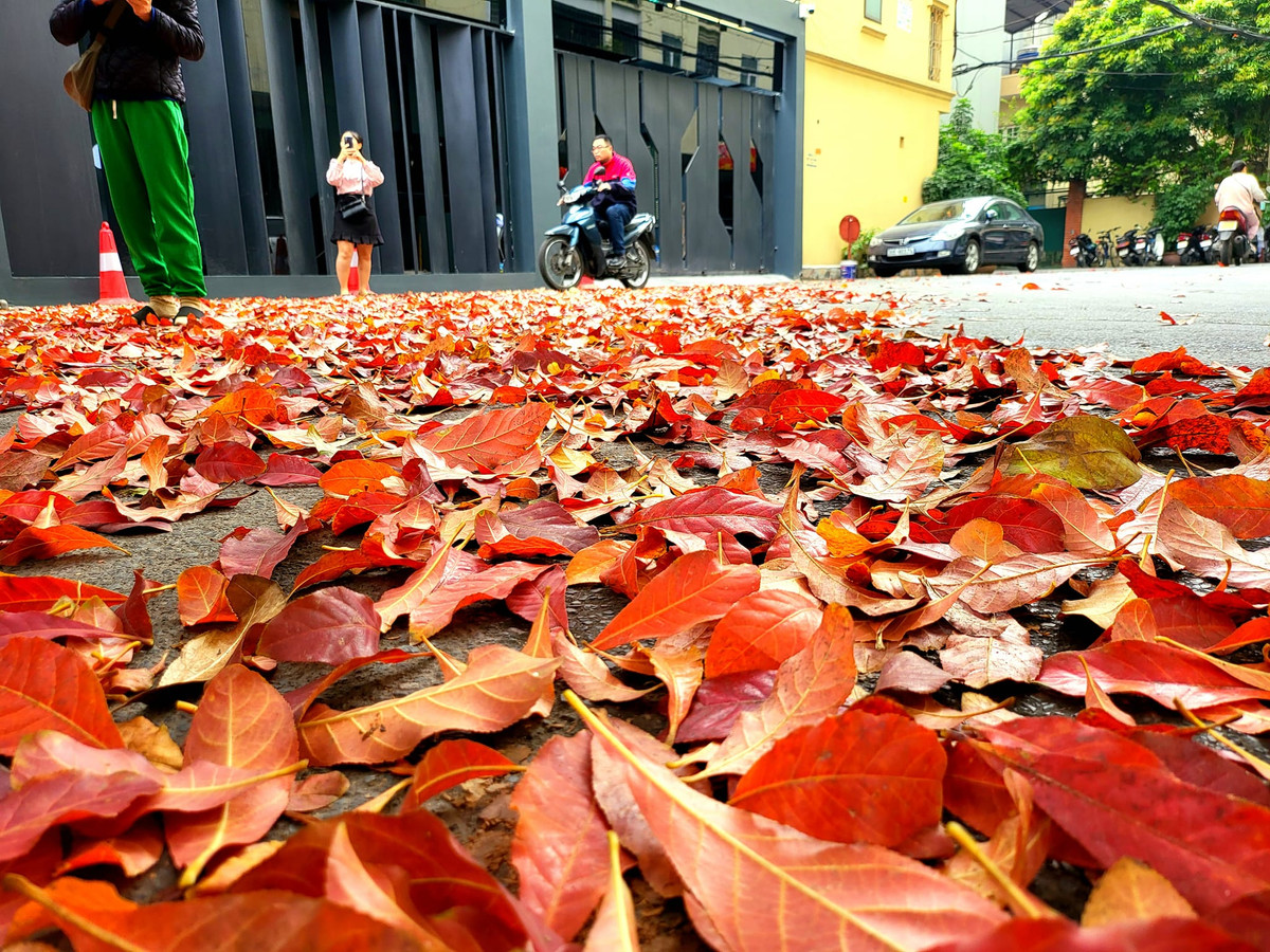 Còn gì thi vị bằng ngồi cà phê 1 góc phố cổ Hà Nội dưới tán lá thay màu đẹp tuyệt vời